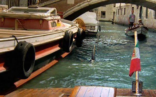 کوسه در ونیز  عنوان اصلی: Shark in Venice